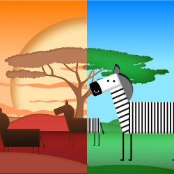 Zebra Safari